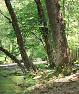 Filename=2023-LoveInTheGreatSmokyMountains-0509.jpg
Filesize=492KiB
Dimensions=1920x1080
Date added=Sep 03, 2023 2023-LoveInTheGreatSmokyMountains-0509.jpg
